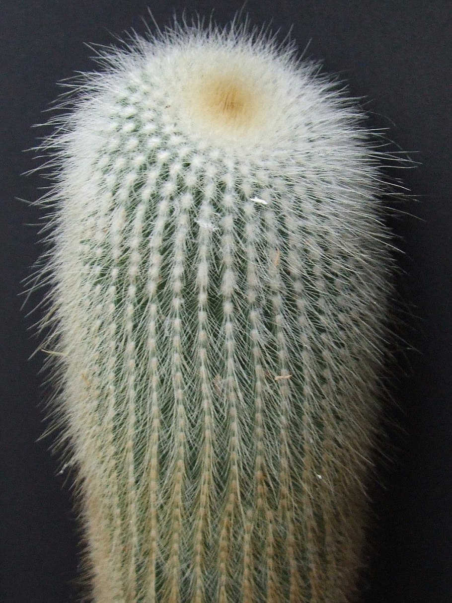 Нотокактус Ленингхауза (Notocactus leninghausii).