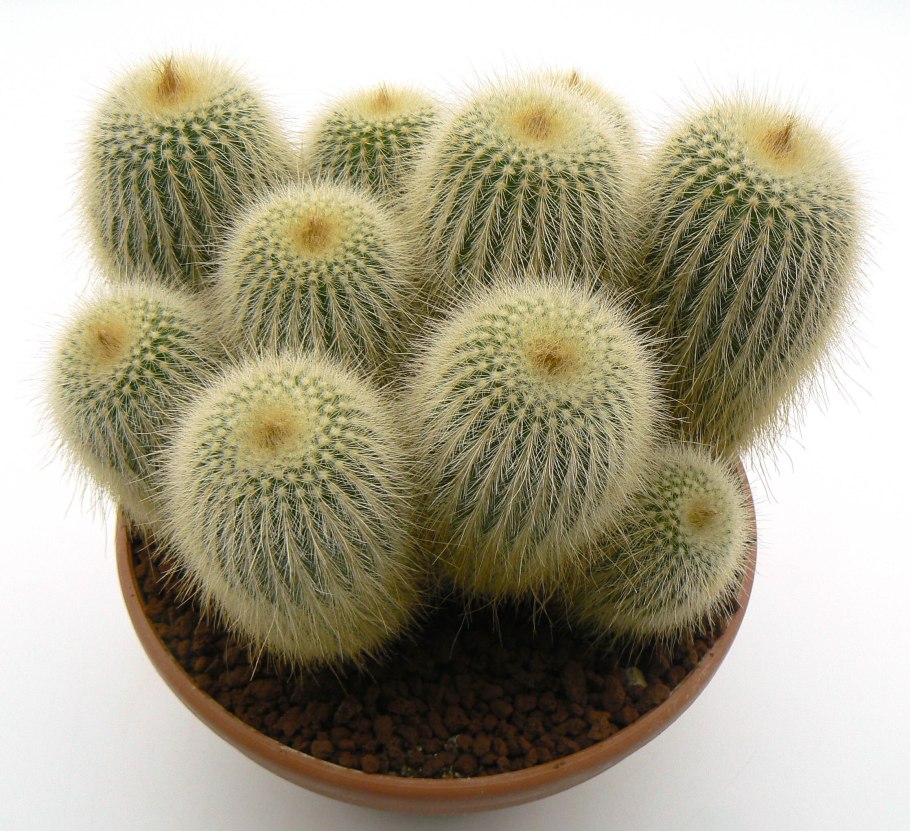 Нотокактус Ленингхауза (Notocactus leninghausii).