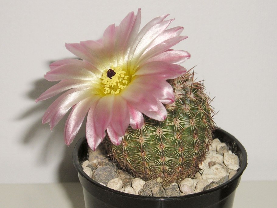 Эриокактус Ленингхауза