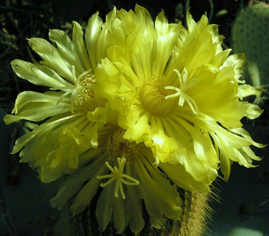 Нотокактус Юбельмана цветение