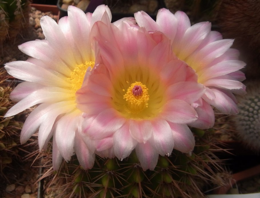 Нотокактус Юбельмана инермис