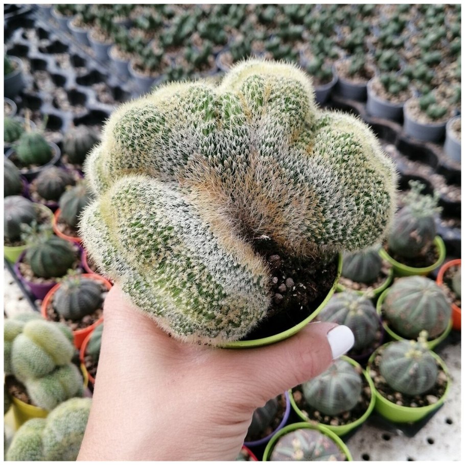 Нотокактус Ленингхауза Кристата