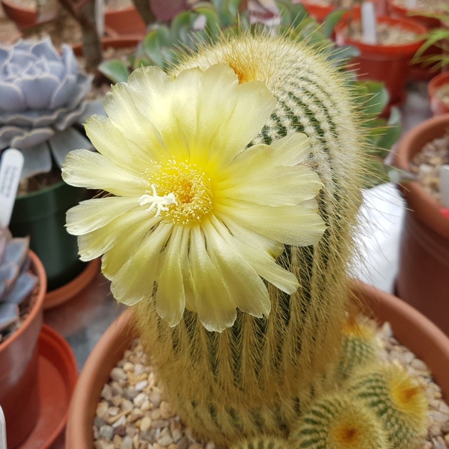 Нотокактус Ленингхауза фото