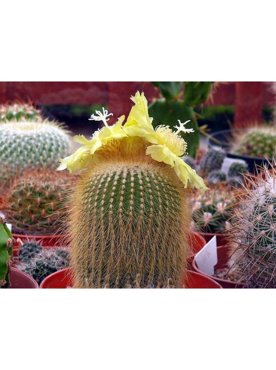 Кактус пародия Ленингхауза