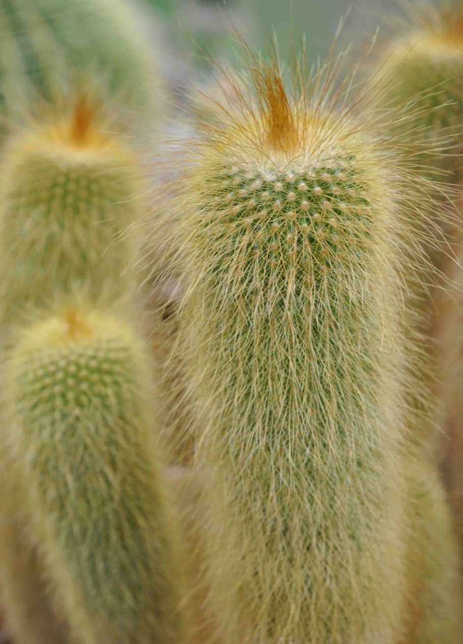 Нотокактус Ленингхауза (Notocactus leninghausii).