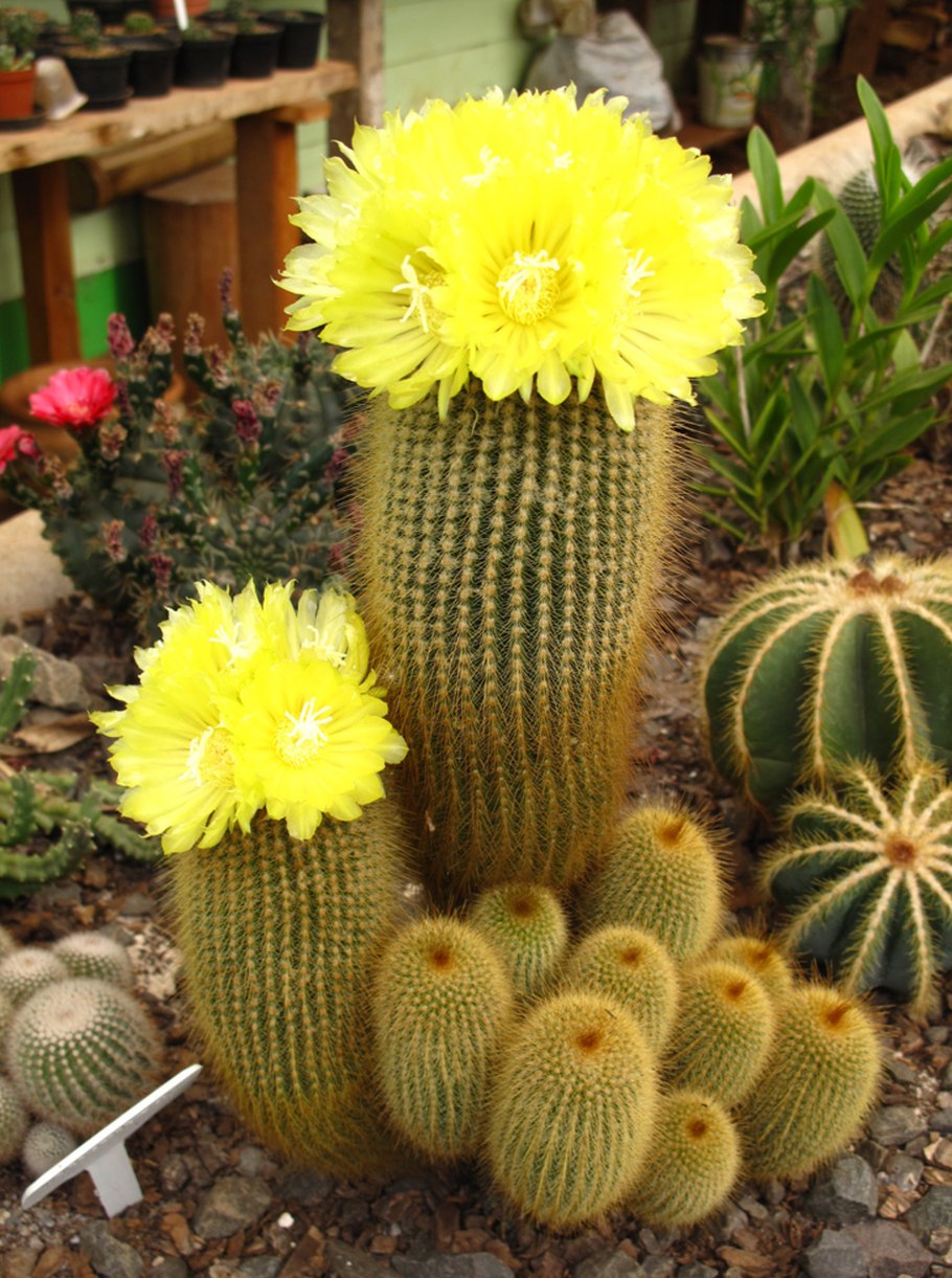 Цветущий Кактус
