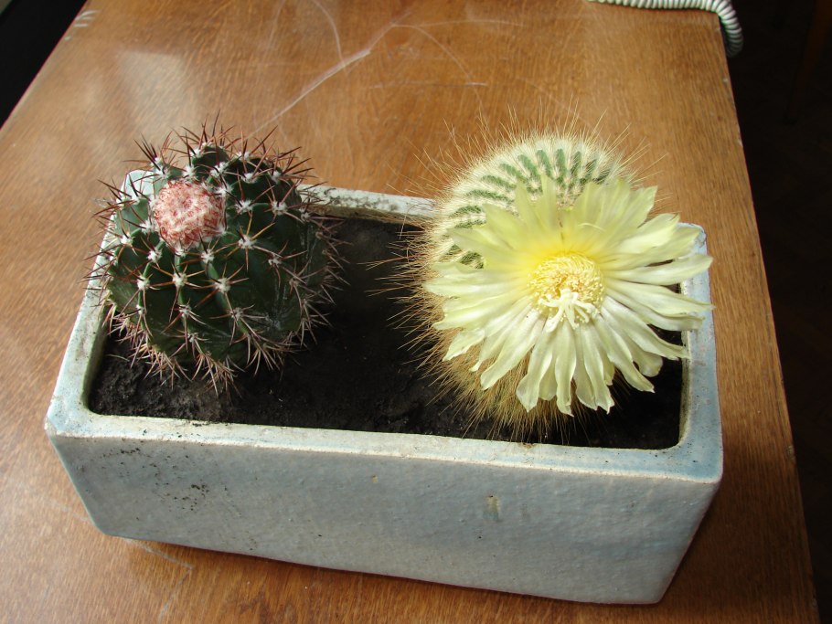 Кактус Нотокактус Отто