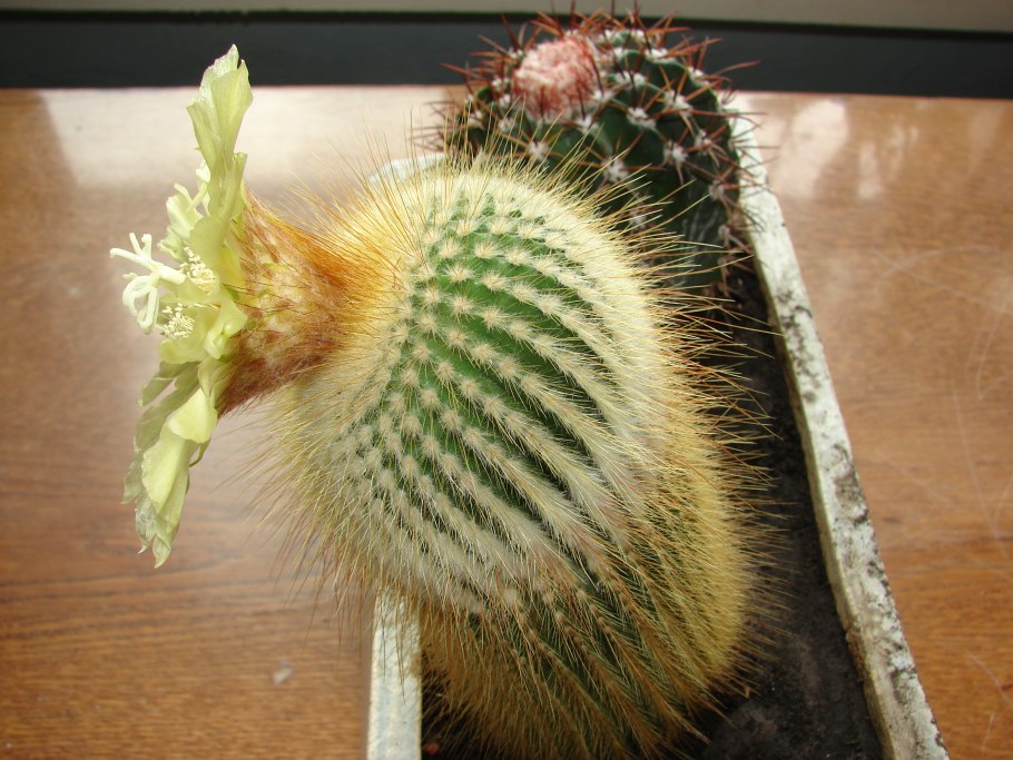 Нотокактус Ленингхауза (Notocactus leninghausii).