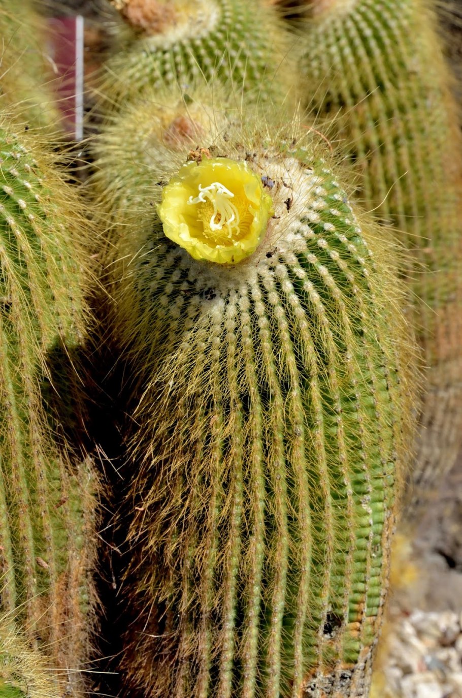 Нотокактус Хорста