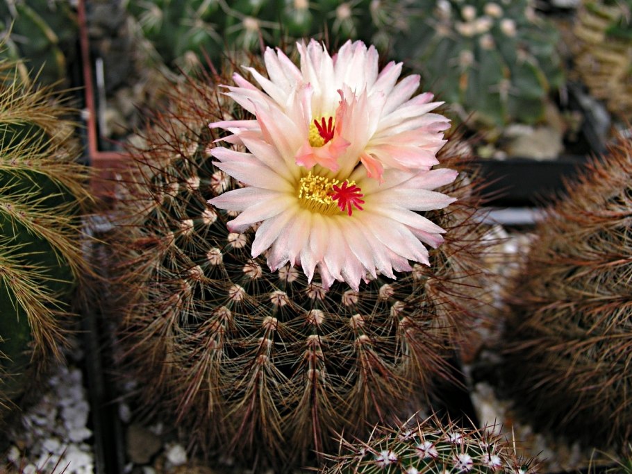 Notocactus warasii