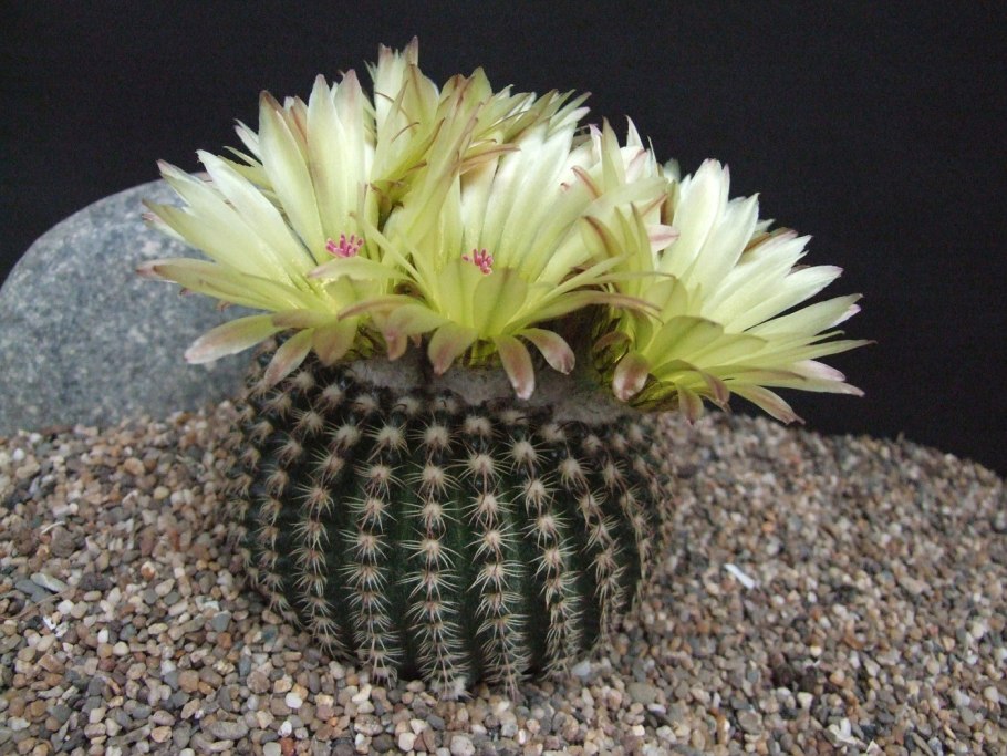 Нотокактус клавицепс