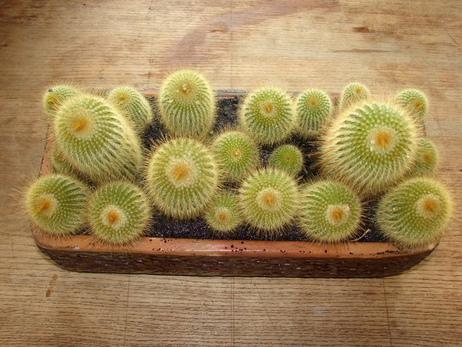 Кактусята Мои
