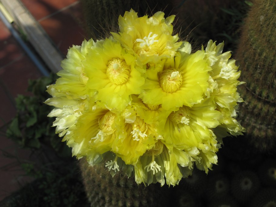 2 Eriocactus (Notocactus) leninghausii