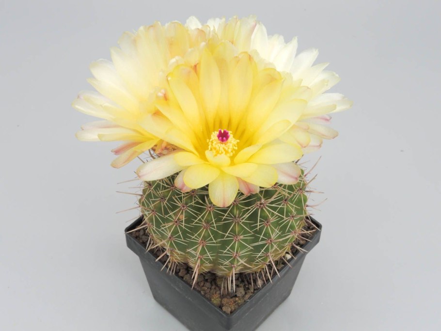 Notocactus megapotamicus