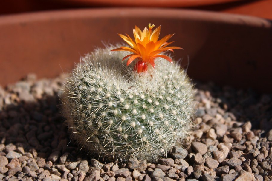 Нотокактус Отто