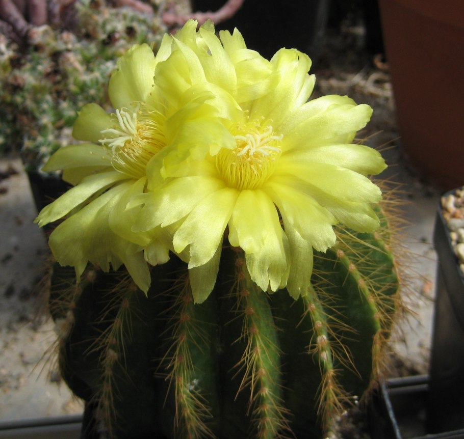 Eriocactus warasii