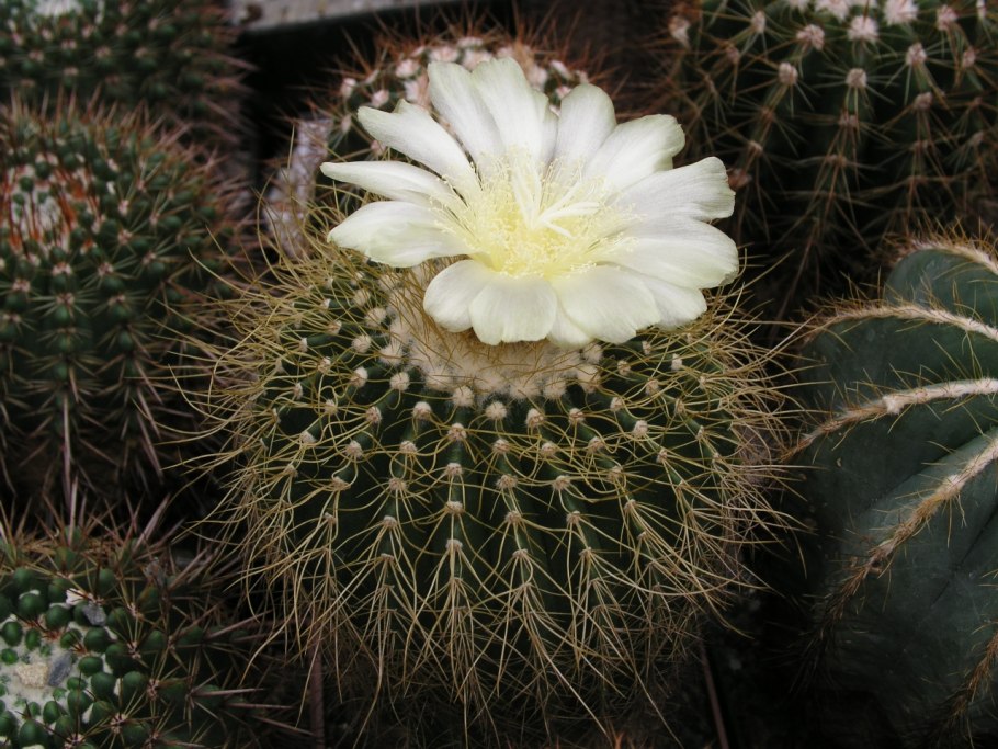 Notocactus leninghausii