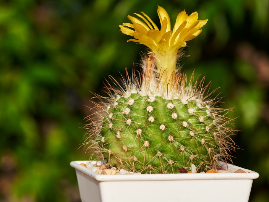 Кактус Parodia magnifica