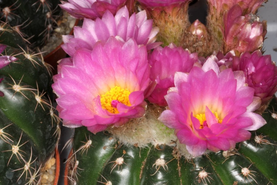 Нотокактус отто