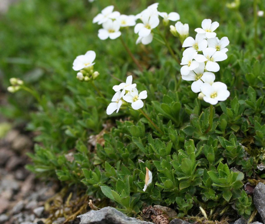 Арабис Пумила многолетник