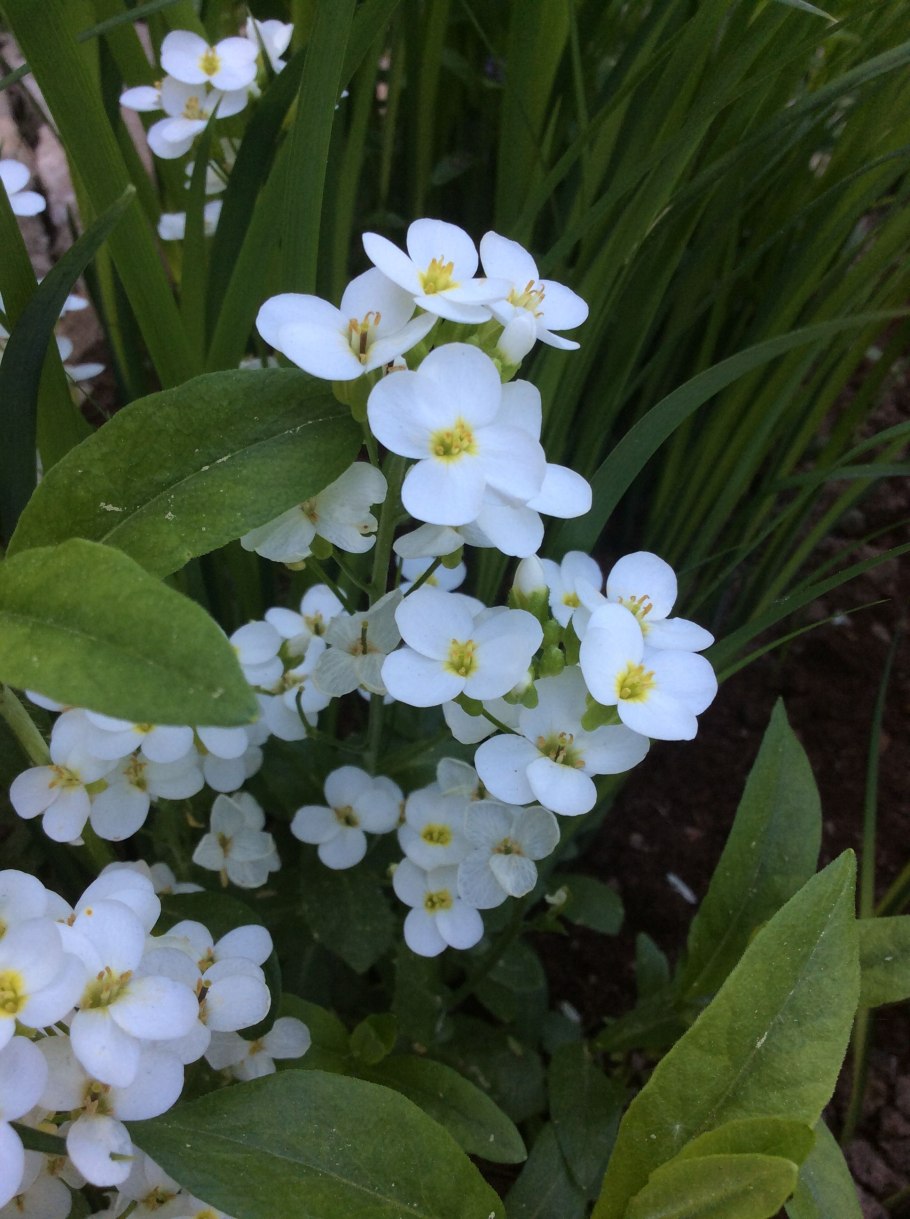 Арабис Резуха