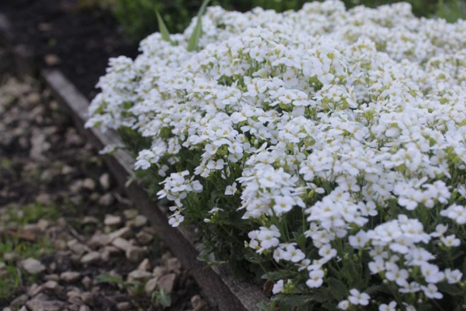 Арабис Резуха