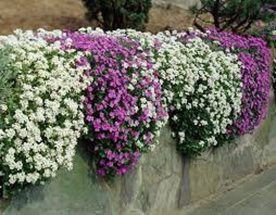 Обриета культурная боршиз Уайт