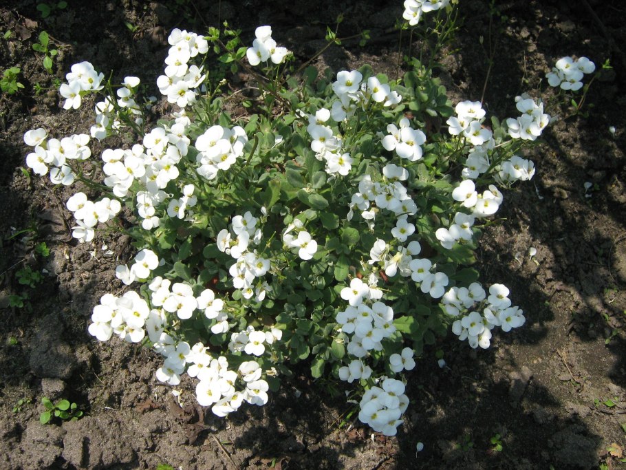 Арабис кавказский Сноуфикс