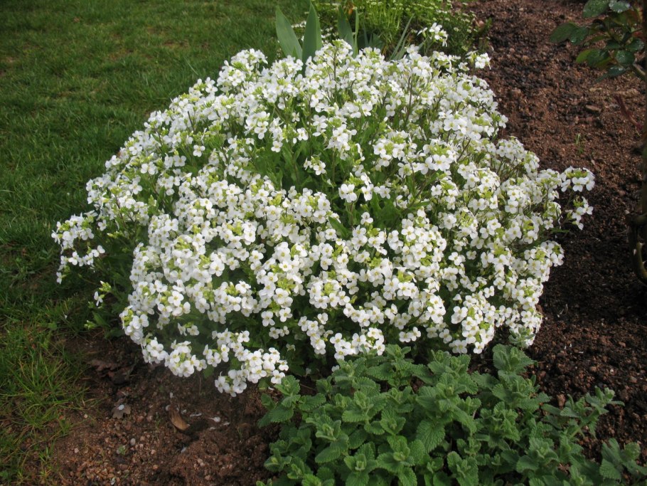 Арабис грандифлора Суперба