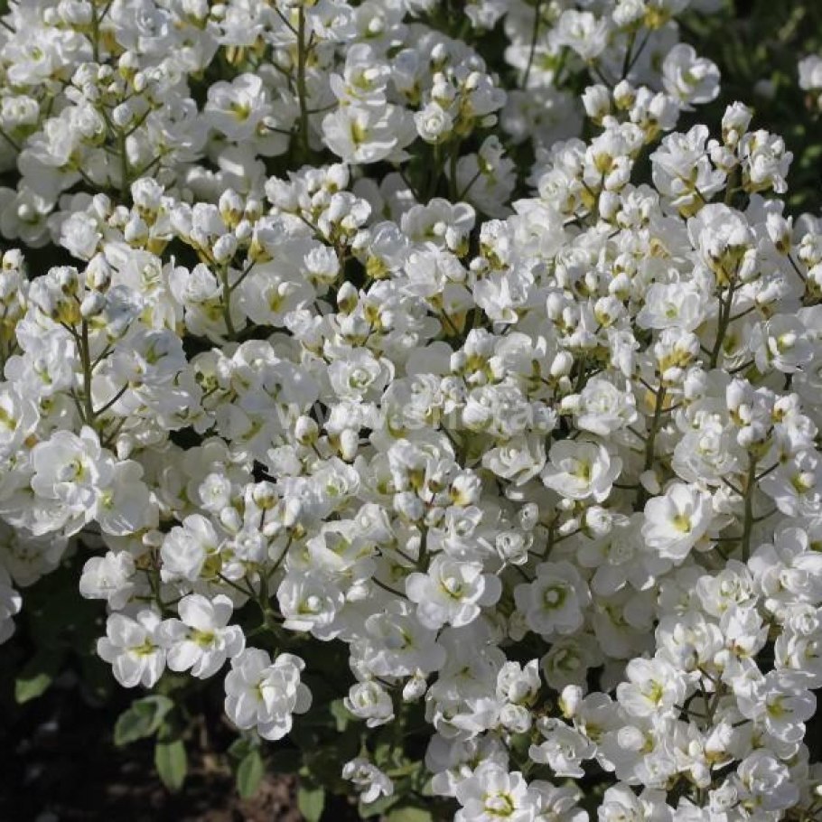 Арабис Резуха