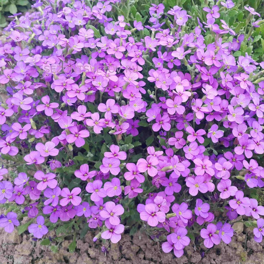 Арабис Резуха