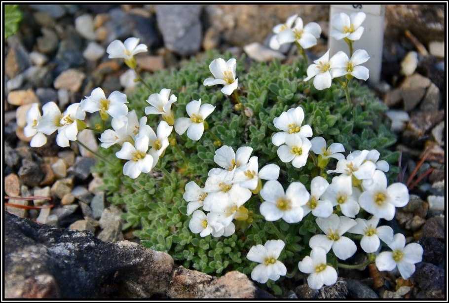 Арабис Резуха Кавказская