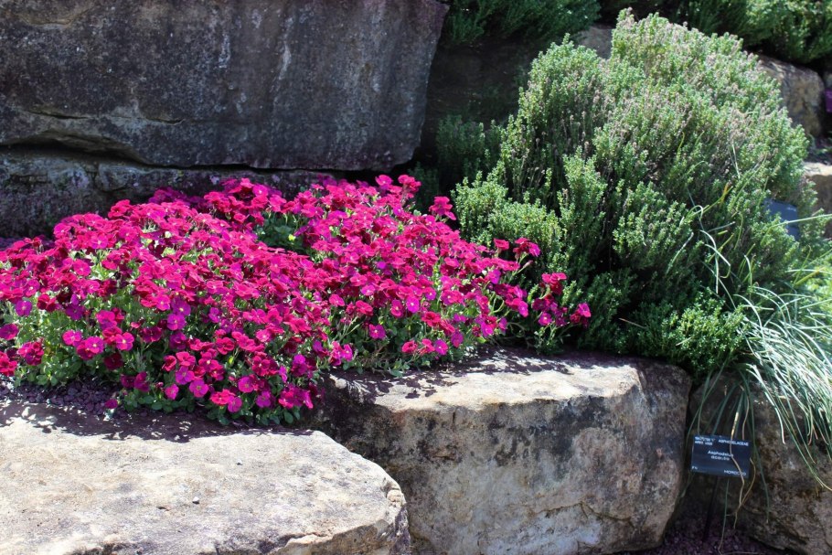 Арабис Альпийский многолетний