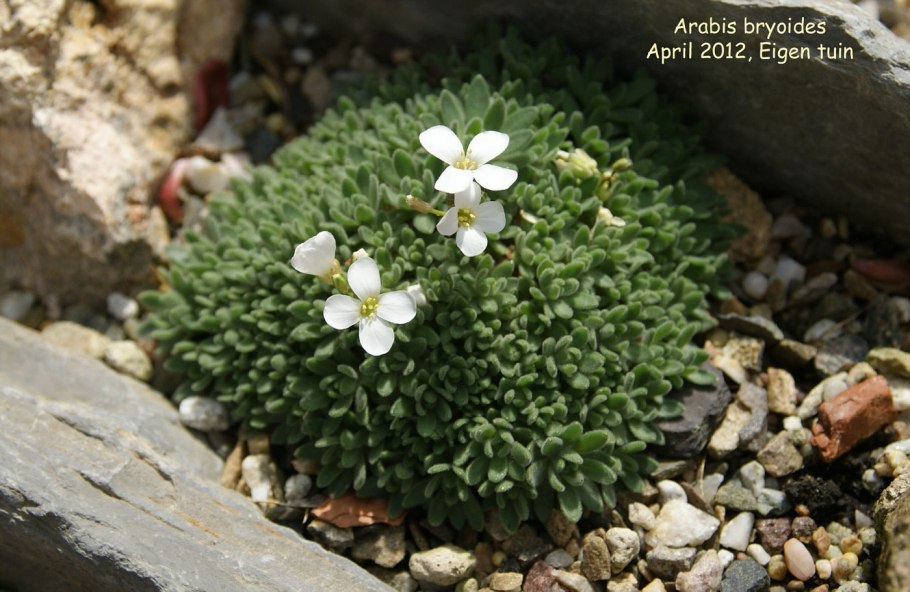 Арабис кавказский (Arabis Caucasica)