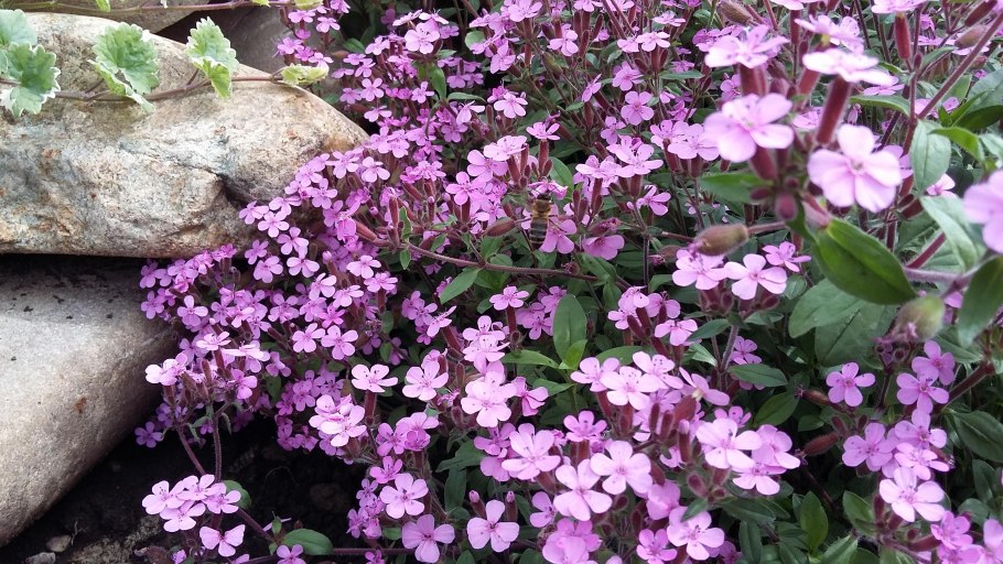 Почвопокровные многолетники Арабис