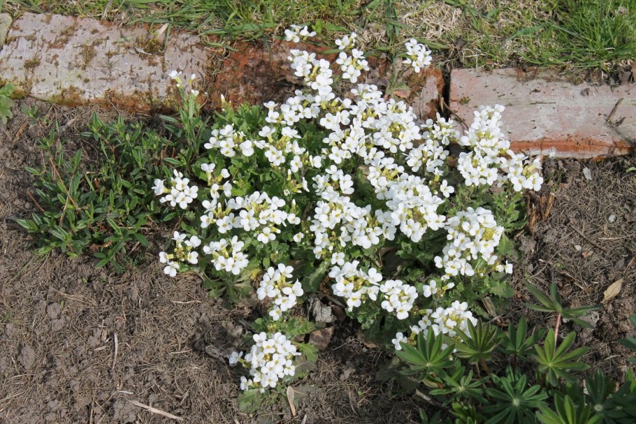Арабис Снежное облако
