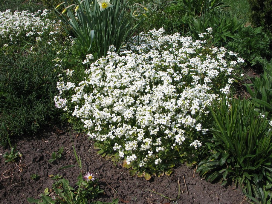 Арабис Барранка Pink