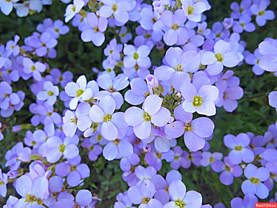 Арабис Альпийский