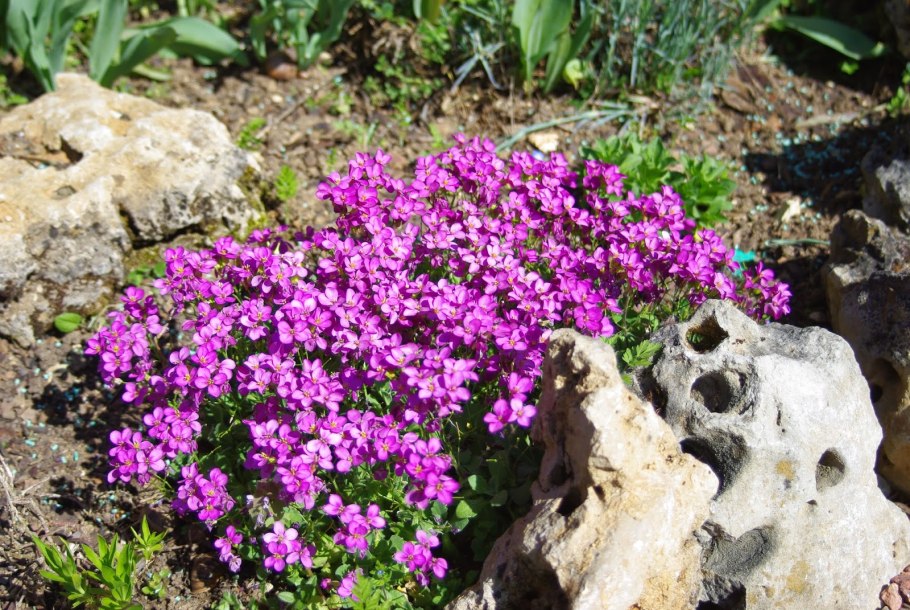 Арабис Резуха