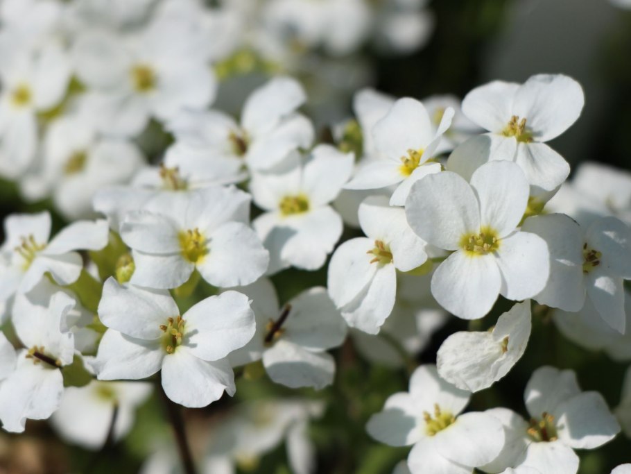 Арабис Сноуфикс