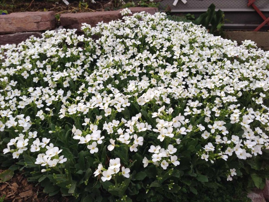 Арабис Резуха Кавказская