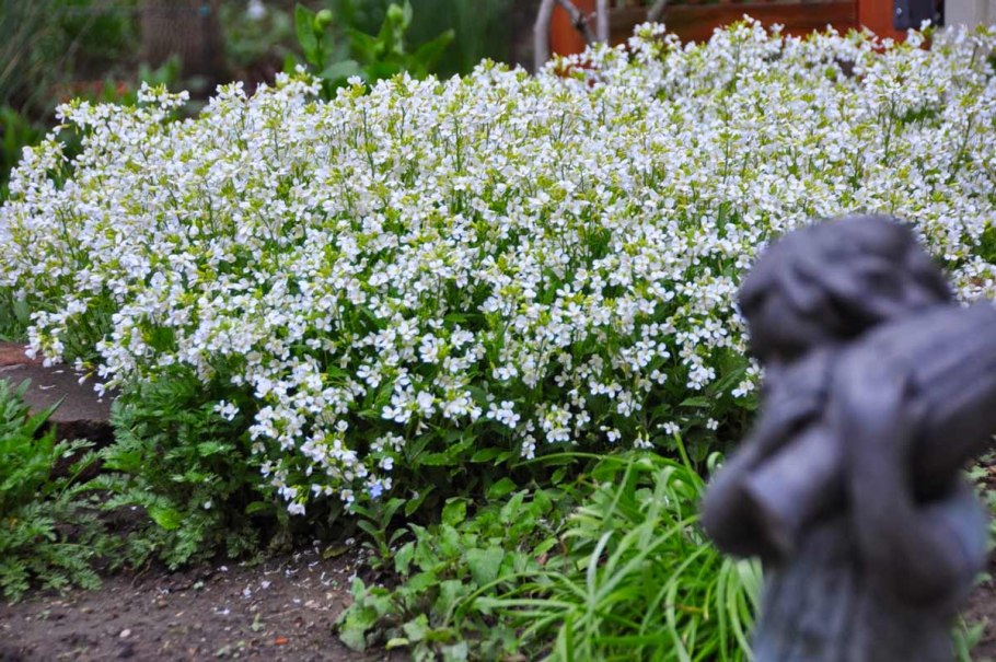 Арабис реснитчатый