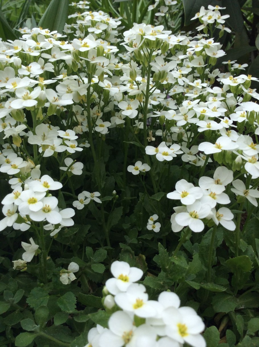 Арабис Резуха Кавказская