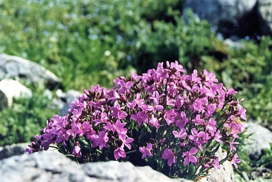 Арабис Снежная Лапландия