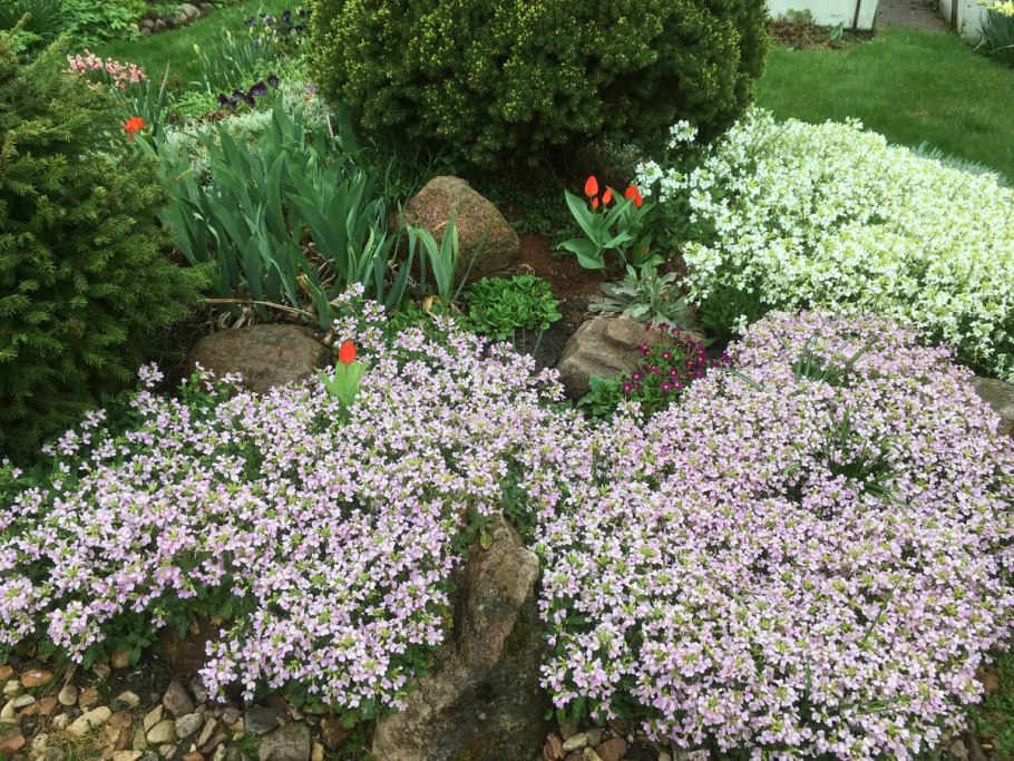 Арабис Резуха Кавказская