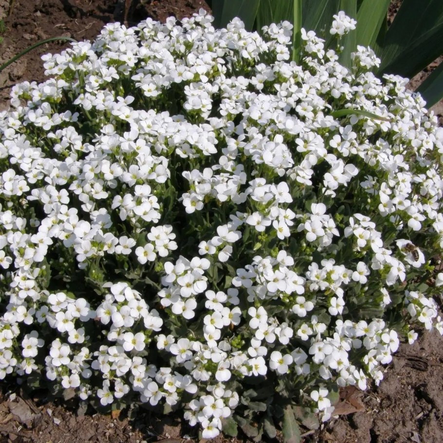 Арабис Альпийский