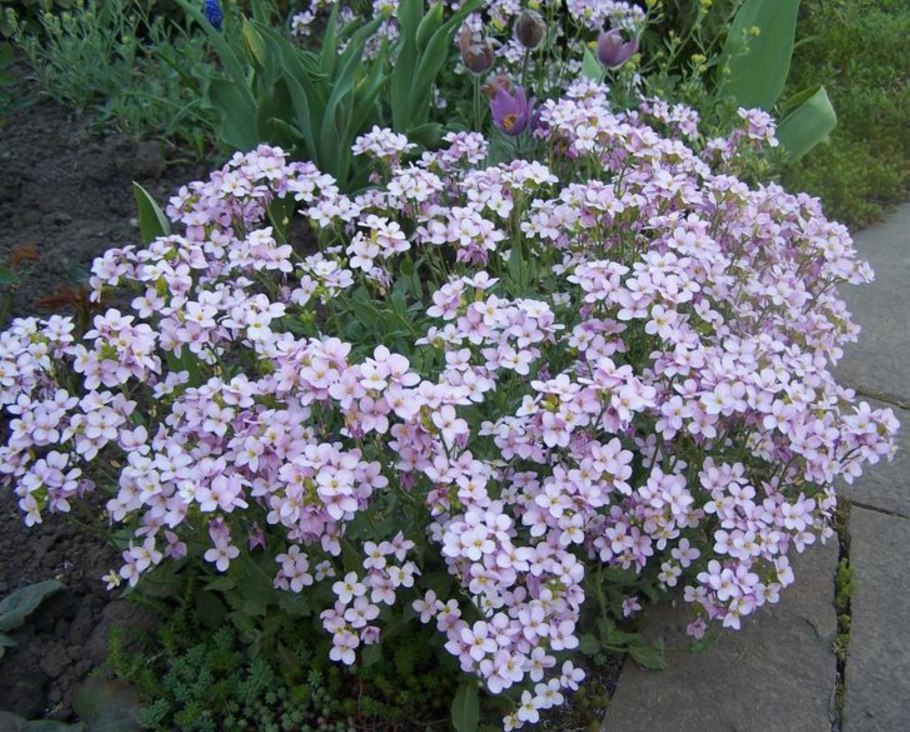 Cerastium tomentosum fare kulaği