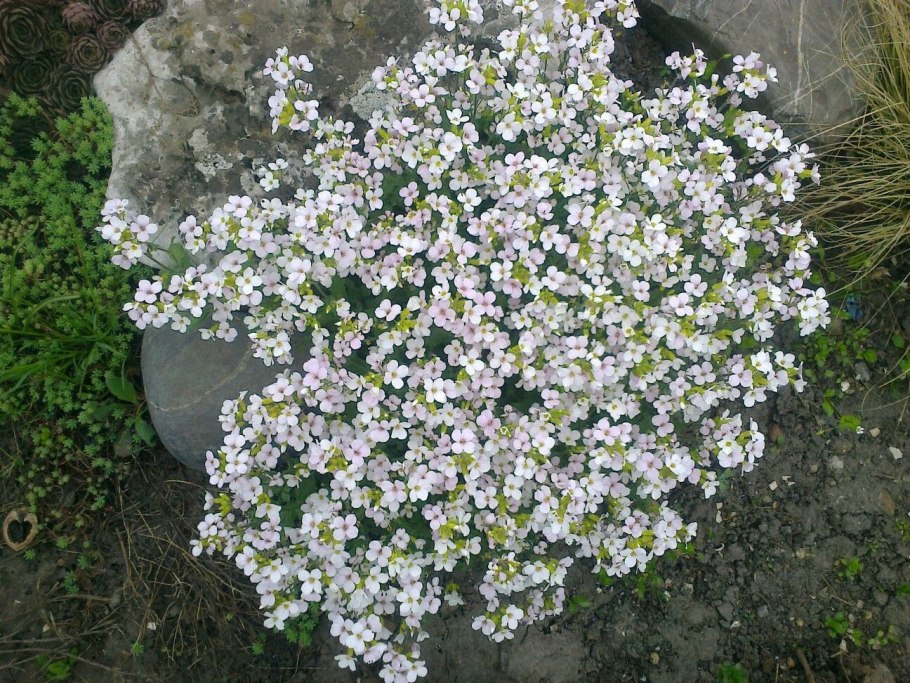 Арабис розовый (грандифлора)