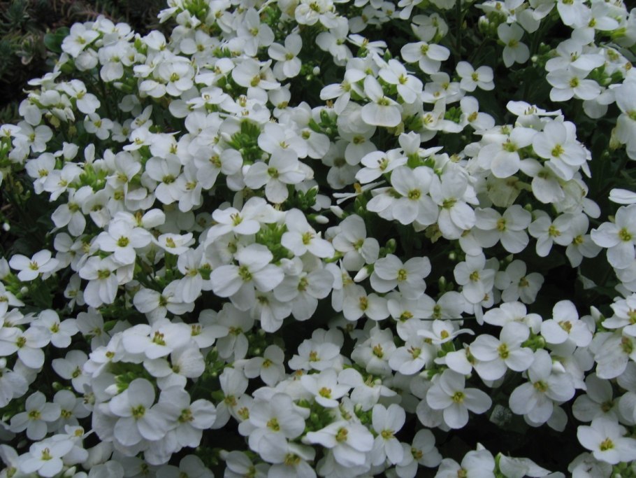 Арабис Альпийский Уайт