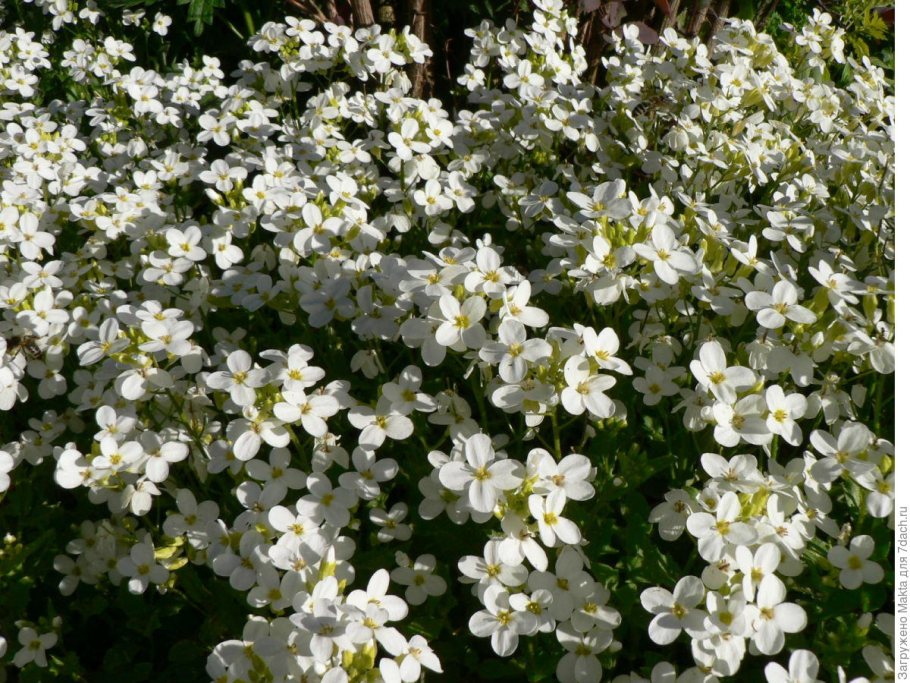 Арабис Резуха Кавказская
